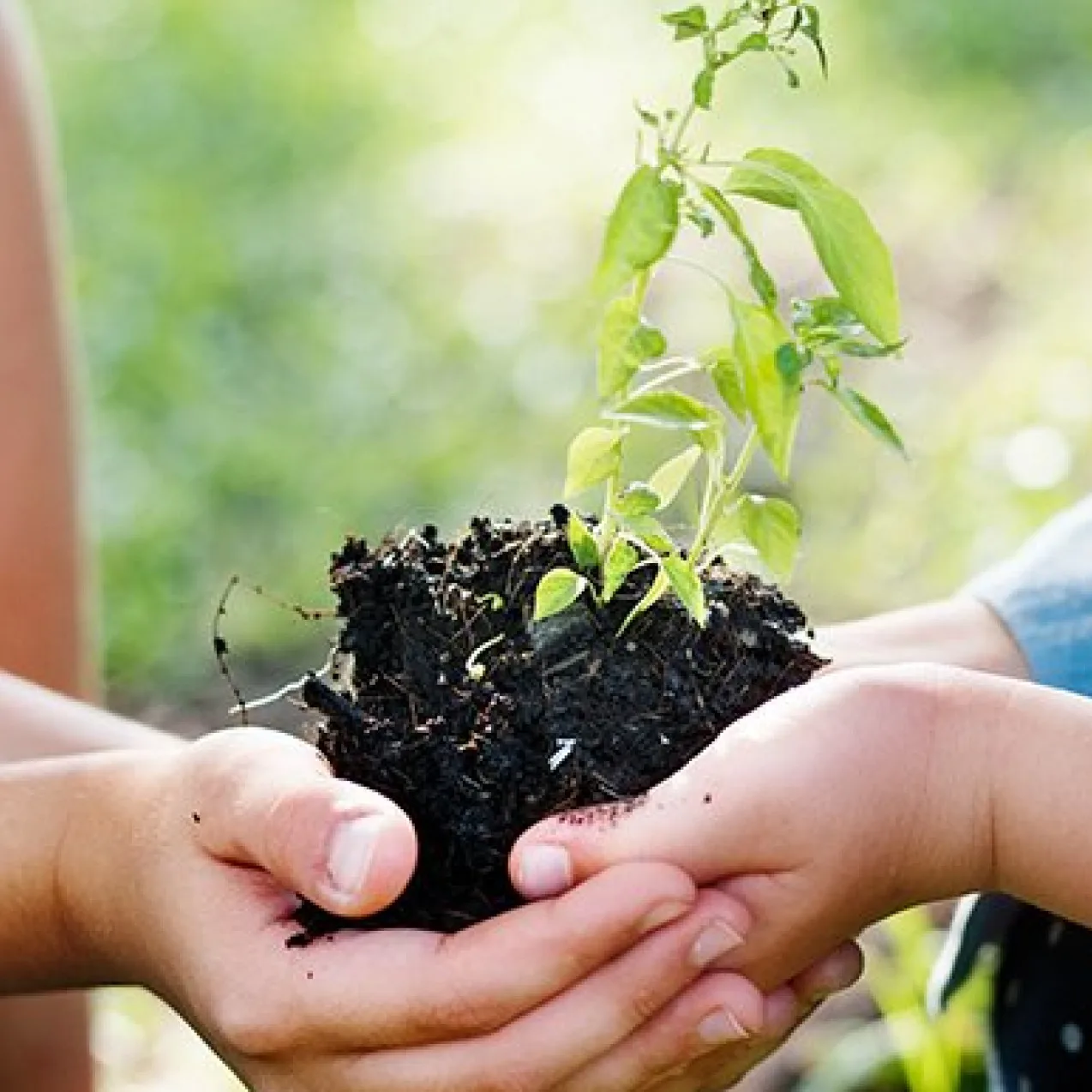 Reconnect with the Earth