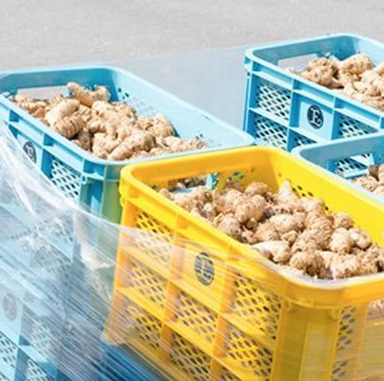 Fresh Turmeric Harvest